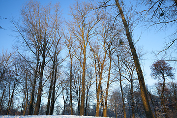 Image showing winter day after a snowfall