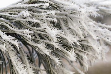 Image showing pine trees in winter