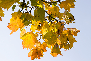 Image showing leaf fall in the forest