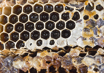 Image showing honey-filled beeswax honeycombs