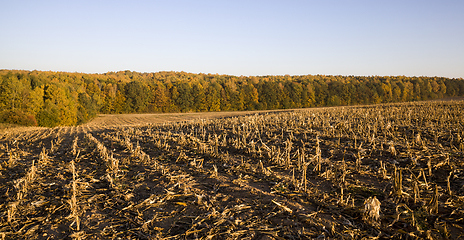 Image showing agricultural field