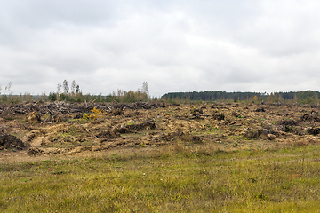 Image showing trees after the hurricane