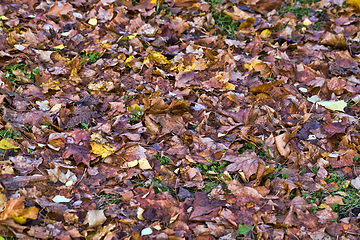 Image showing dark rotting foliage