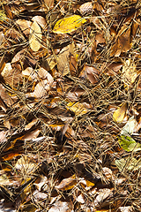 Image showing deciduous foliage in the autumn