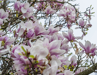 Image showing magnolia blossoms closeup