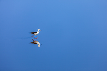 Image showing Black-winged Stilt