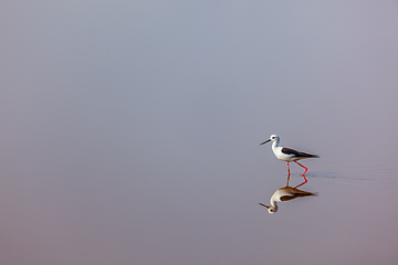 Image showing Black-winged Stilt