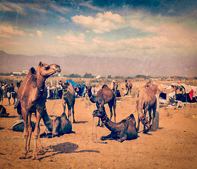 Image showing Camels at Pushkar Mela (Pushkar Camel Fair), India