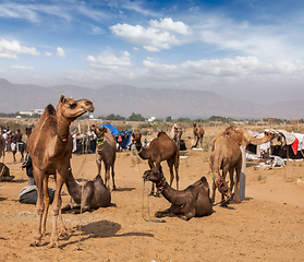 Image showing Camels at Pushkar Mela (Pushkar Camel Fair), India