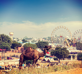 Image showing Camels at Pushkar Mela (Pushkar Camel Fair), India