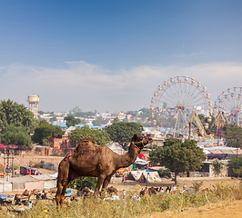 Image showing Camels at Pushkar Mela (Pushkar Camel Fair), India