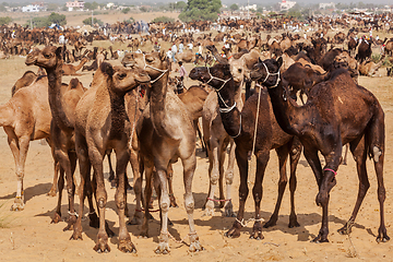 Image showing Camels at Pushkar Mela (Pushkar Camel Fair), India