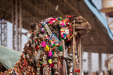 Image showing Camel at Pushkar Mela (Pushkar Camel Fair), India