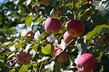 Image showing Apples on the tree