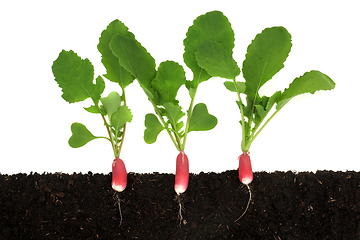 Image showing Radish Salad Vegetable Plants Growing in Earth