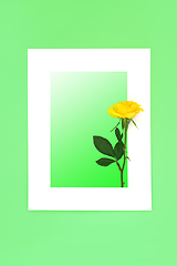 Image showing Yellow Rose Flower Abstract Background Border