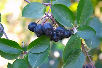 Image showing Black ashberry