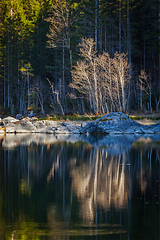 Image showing Forest trees on Frillensee (small lake near Eibsee), Germany