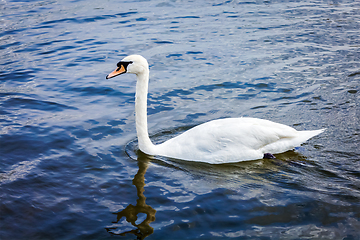 Image showing Mute Swan Cygnus olor in lake