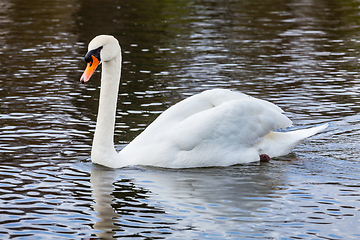 Image showing Mute Swan Cygnus olor in lake