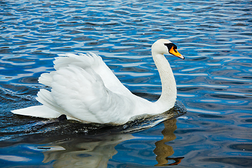 Image showing Mute Swan (Cygnus olor) in lake