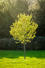 Image showing Young tree in spring