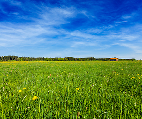 Image showing Summer meadow