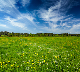 Image showing Summer meadow