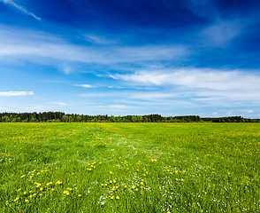 Image showing Summer meadow