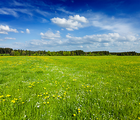 Image showing Summer meadow