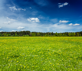 Image showing Summer meadow