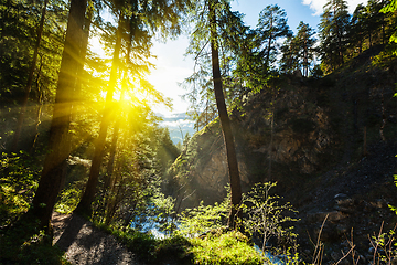 Image showing Green forest with sunrays