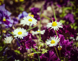 Image showing Blooming field flowers in spring