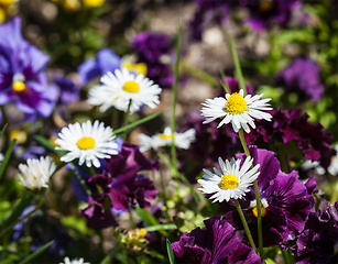 Image showing Blooming field flowers in spring