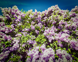 Image showing Lilac in spring