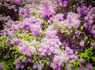 Image showing Lilac in spring