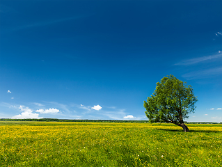 Image showing Spring summer green field scenery lanscape with single tree