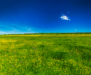 Image showing Spring summer background - blooming field meadow