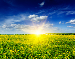 Image showing Spring summer background - blooming field meadow