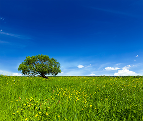 Image showing Spring summer green field scenery lanscape with single tree