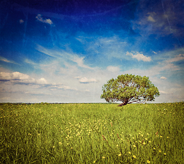 Image showing Spring summer green field scenery lanscape with single tree