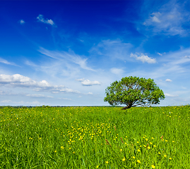 Image showing Spring summer green field scenery lanscape with single tree