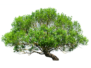 Image showing Tree isolated