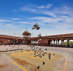 Image showing Pigeons in Jama Masjid mosque