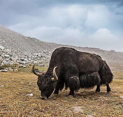 Image showing Yak grazing in Himalayas