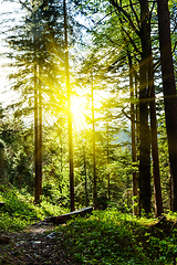 Image showing Green forest with sunrays