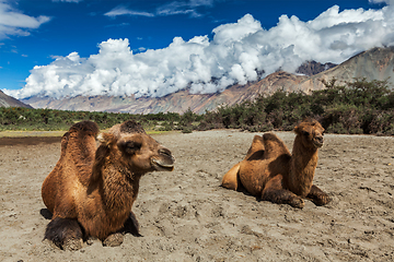 Image showing Camel in Nubra vally, Ladakh