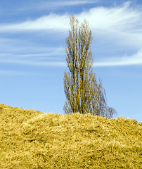 Image showing nature in the fall