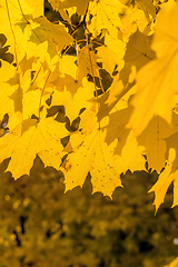 Image showing a large number of yellow trees