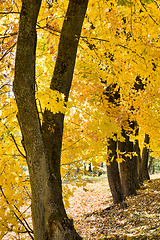 Image showing multicolored bright autumn foliage